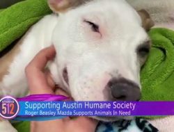 Pesta Mobil Mazda: Raffle Menarik di Austin Humane Society