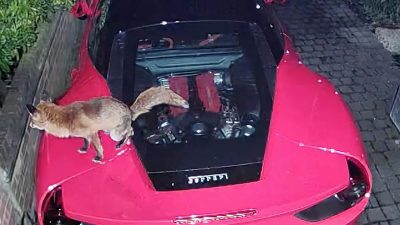 Outrageous Ring doorbell footage captures moment fox defecates on the roof of a £200,000 Ferrari 488 GTB for the SECOND TIME