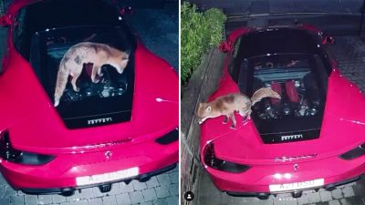 Fox Just Won’t Stop Crapping on London Man’s Ferrari 488 GTB