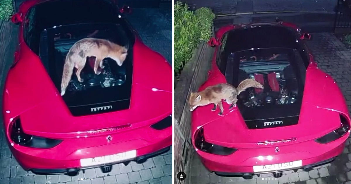 Fox Just Won’t Stop Crapping on London Man’s Ferrari 488 GTB